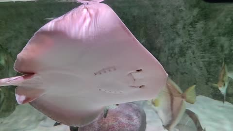 Gorgeous Saltwater Tank With Ray Swimming By