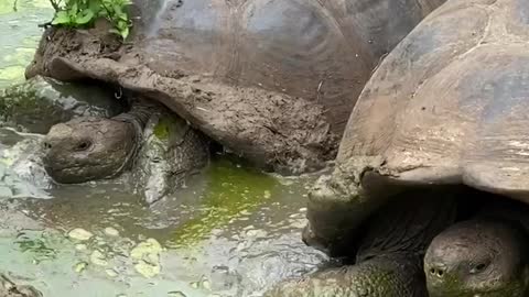 Giant Galapagos tortoise enjoys relaxing in the mud