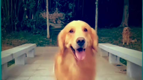 Talented golden retriever dog performs Amazing dance🥰