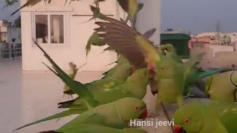 Parrot food feeding | #muhabbetkusu #Budgies #parrot #parakeet #papagan #birds #pet #shortsfeed