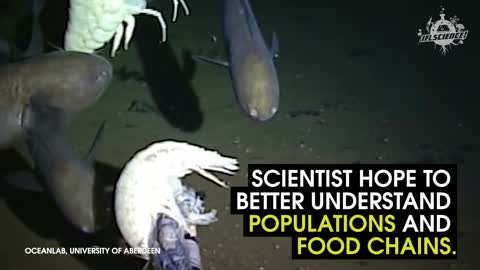 Meet The World’s Deepest Recorded Fish That Inhabits Our Oceans