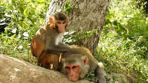 baboons in Kenya's