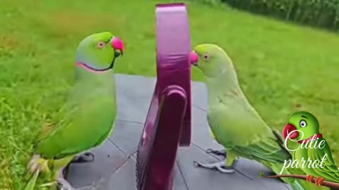 Laugh with the parrot Funny & Cute Animals