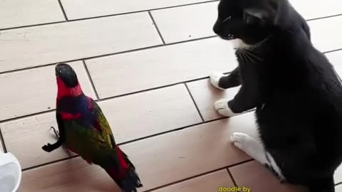 Cute parrot playing | with cute cat |having the fun|