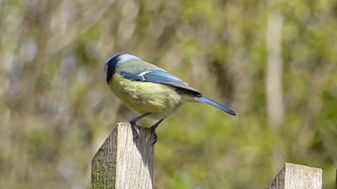 Singing Bird Blue Tit