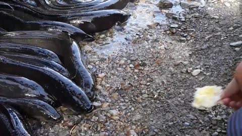 The Wondrous Eel Comes Out Of Water To Feed