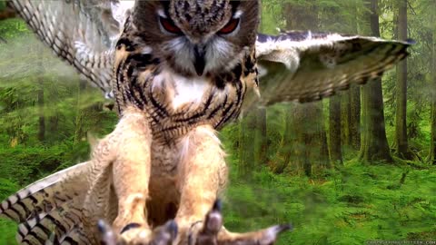 owl attack,owl bird,an owl sound,an owl entering hunting mode