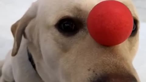 The dog plays acrobatics and tops a ball