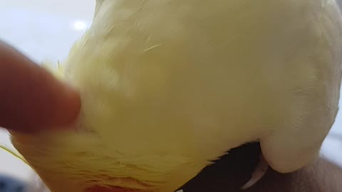 Yellow parakeet asking for affection