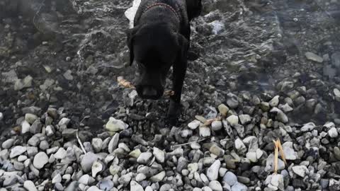 Labrador Archie on the River Volga