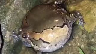 Singing frog