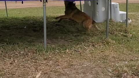 These dogs have a trampoline routine that will make you laugh