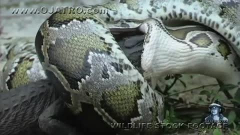 When python eats Alligator