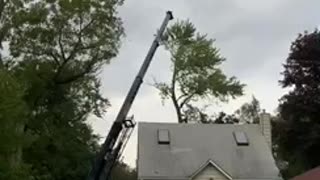 Tree removal with 40 ton crane