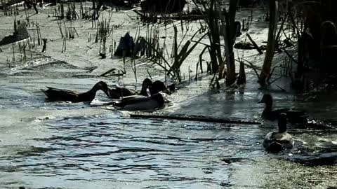 Ducks eagerly fight for and eat bread