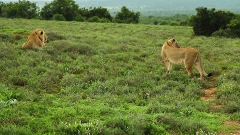 A Lion and Lioness in the Fields