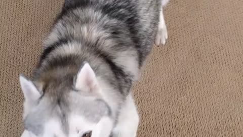 Husky wants to go NOW and then throws a tantrum.