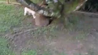 Tan dog runs around backyard garden