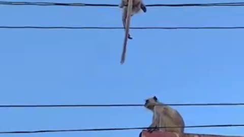 monkey mum save her baby
