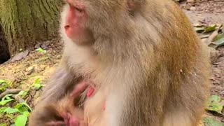 Newborn Baby monkey