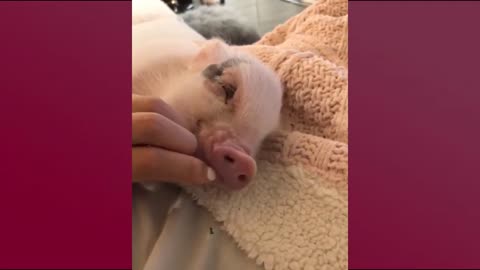 Funny Pig | Mini Pig | Cute Pig Videos Compilation 1 – Cute Animals No.1