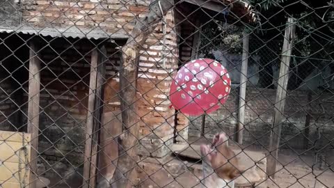 Pit-bull Puppies Playing with a Balloon