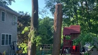 Tree vs Playhouse