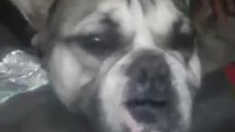 French bulldog begging song