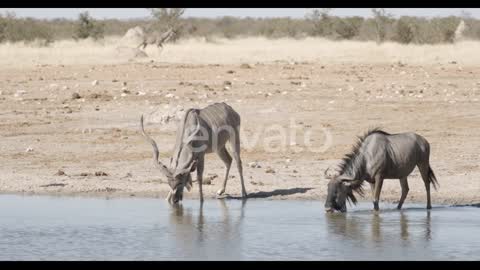 Animals at Waterhole