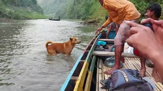 Loyal Doggy Won't Let Her Human Out of Sight