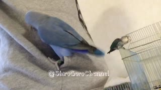 Compilation of parrots playing children's games together