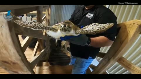 Releasing 804 more rehabilitated sea turtles