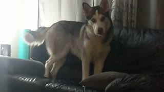 Fussy Husky Rearranges Couch Before Sitting Down