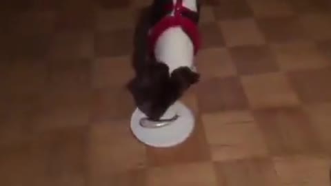 Dog tries Surströmming