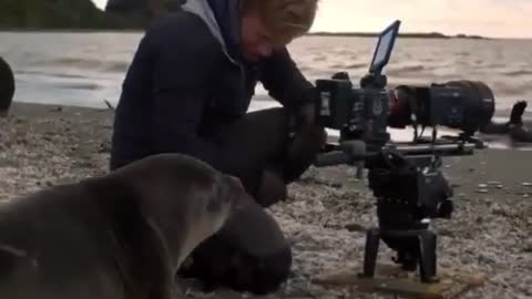 Lovely Seal Trying to Help a Cameraman on Boulders Beach