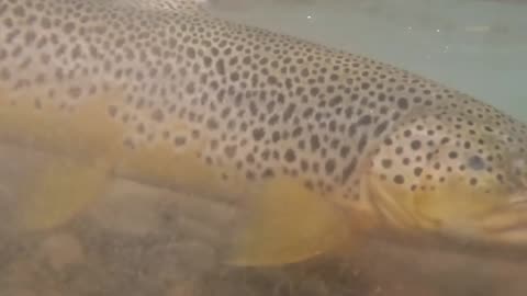 My friend brown trout