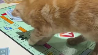 Funny kitten games