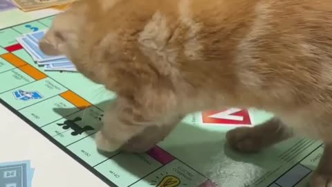 Funny kitten games