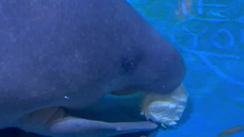 manatee is eating a cabbage