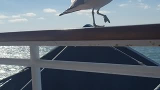 Seagull pal