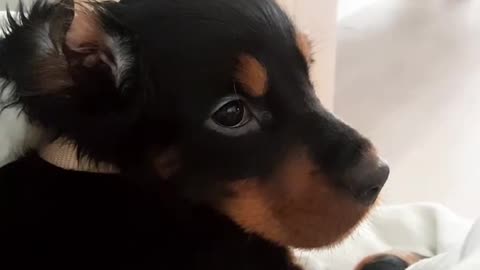 Brown puppy sticking tongue out laying on bed