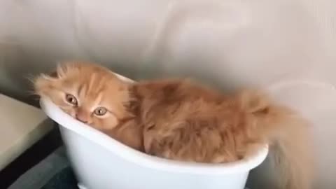 cat's bathroom