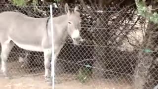 donkey sound v loadly