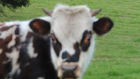 cows chew their cuds they secrete saliva. |natural movement|