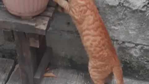 Stray Cat trying to catch something