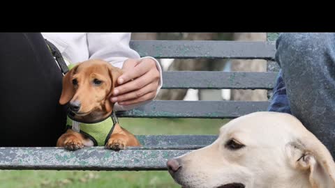 Two dogs resting with their owners on a park bench