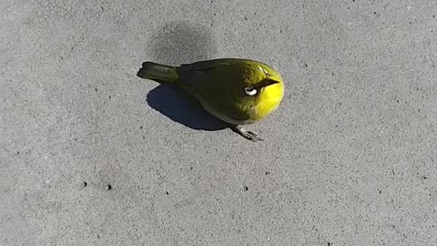 What is this fearless bird?