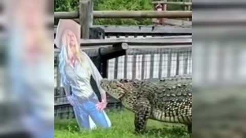 Crocodile thinks it's a real person (GUESS WHAT IT DID NEXT)