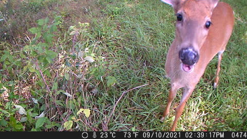 Caught on Game cam - Adorable deer takes a selfie