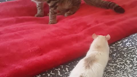 Rat and Cats first meeting